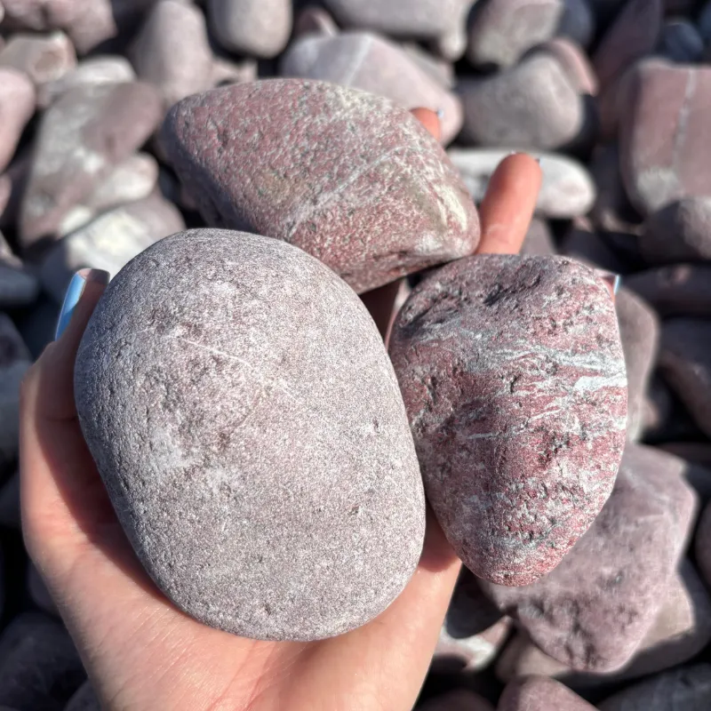 Otoczak czerwony (Bordo Prime)